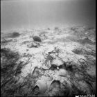 Vue sous-marine des amphores in situ, campagne de fouille 1979 (© Archives DRASSM)
