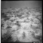 Vue sous-marine des amphores in situ, campagne de fouille 1979  (© Archives DRASSM)