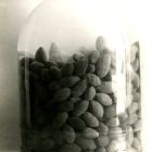 Noyaux d'olives prélevés sur l'épave (© Archives DRASSM)