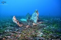 L'épave du P-47 de Santa Severa vu de son empennage (© Corse Images Sous-Marines)