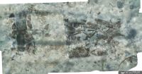Orthomosaïque de la partie centrale et de la partie avant de l’épave de Paragan 1 et de son emplanture pendant la campagne de fouilles 2018 (©Lionel Roux - CNRS-CCJ ; Daniela Peloso - Ipso Facto)