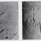 Graffiti « Mohammad » découverts sur le col de cruches (d'après Joncheray 2007, p. 152 © J.-P. Joncheray)