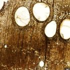 Vue macroscopique des cellules d'une pièce de sapin du chaland. (Cliché R. Bénali © Studio Atlantis, Mdaa/CG13)