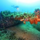 Vue sous-marine des mitrailleuses au niveau de l'aile (Source : https://www.corse-images-sous-marines.com/copie-de-corse-les-epaves-d-avions © Corse Images Sous-Marines)