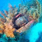 Vue sous-marine de la roue arrière du train d'atterrissage (Source : https://www.corse-images-sous-marines.com/copie-de-corse-les-epaves-d-avions © Corse Images Sous-Marines)