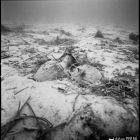 Vue sous-marine des amphores in situ, campagne de fouille 1979 (© Archives DRASSM)