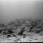 Vue sous-marine du tumulus d'amphores à sa découverte (Cliché Y. Chevalier © Y. Chevalier/DRASSM)
