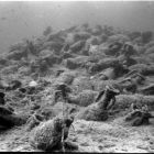 Vue sous-marine du tumulus d'amphores à sa découverte (Cliché Y. Chevalier © Y. Chevalier/DRASSM)