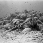 Vue sous-marine du tumulus d'amphores à sa découverte (Cliché Y. Chevalier © Y. Chevalier/DRASSM)