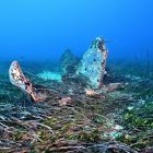 L'épave du P-47 de Santa Severa vu de son empennage (© Corse Images Sous-Marines)