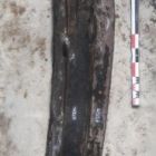 Orthomosaïque de la pièce d’étrave de l’épave de Paragan 1 pendant la campagne de fouilles 2018 (©Lionel Roux - CNRS-CCJ ; Daniela Peloso - Ipso Facto)