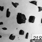 Fragments de carapaces des langoustines (Cliché J.-C. Negrel © J.-C. Negrel / DRASSM)