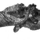 Tête de mule bachique en bronze : vue de côté (Cliché P. Foliot-CCJ-CNRS © CCJ-CNRS)